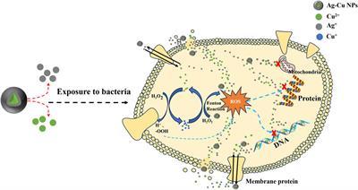 Synergistic antibacterial mechanism of silver-copper bimetallic nanoparticles